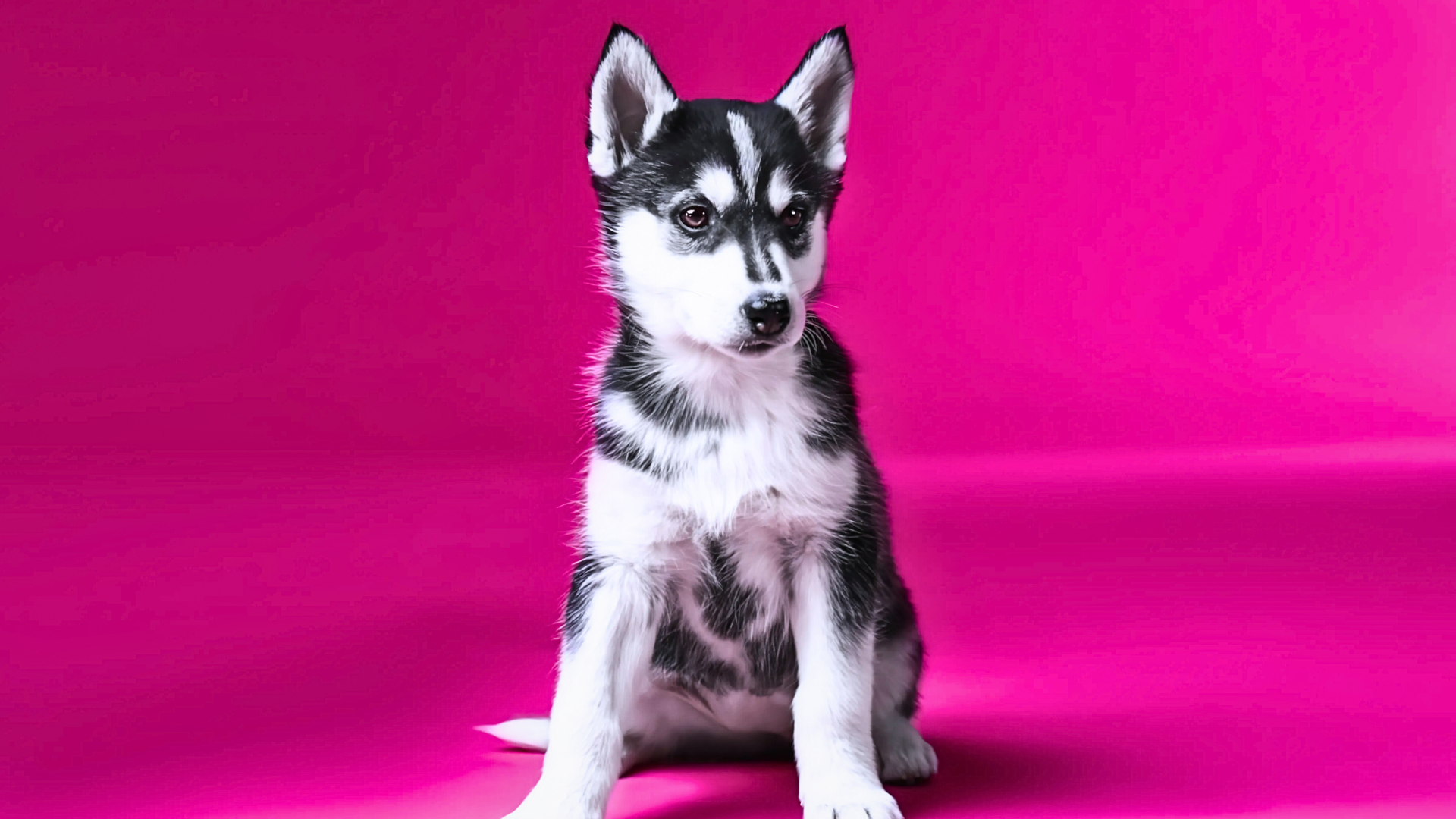 “Why Should We Have Pets In 2025?”