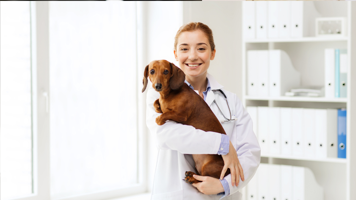 homemade dog food recipes