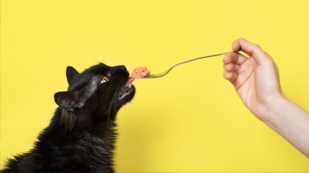 cat food